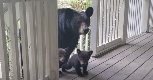 Mama Bear brings her Cubs to where she is always nourished. She shows them her favorite Humans!