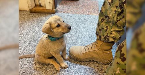 Lost Puppy Wanders Into Naval Base And Finds The Owner He’s Always Wanted