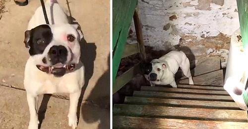 Rescuers Alerted After Buyer Discovers Pit Bull Chained in Basement of New Home