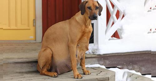 Heavily Pregnant Dog Left In The Snow Courageously Gave Birth To 15 Cute Puppies