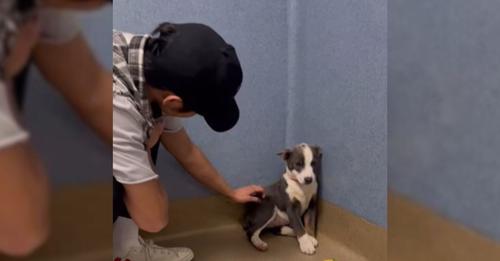 A Stray Unable To Look Her Rescuers In The Eyes Discovers What It’s Like To Be Loved