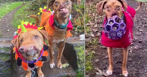 TWO DISFIGURED DOGS BECAME BEST FRIENDS AFTER BEING ADOPTED FIVE YEARS APART