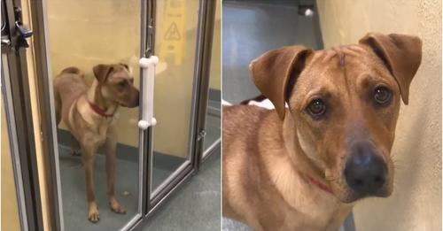 Dog Returned To Shelter Thrice For Being ‘Needy’ Continues To Seek A Home