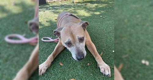 Shelter’s Longtime Resident Grew Sad Watching Everyone Overlook Her at the Adoption Event.