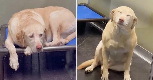 Dog Thrived When She Heard Her Mom’s Voice Again After A Week In The Boarding Facility