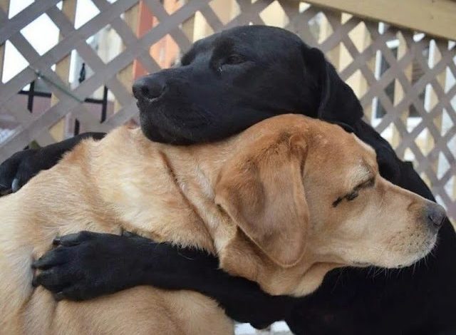 Heartfelt Reunion: Two Dogs Embrace Following an Unimaginable 8-Month Separation, Leaving Witnesses Moved-DLam