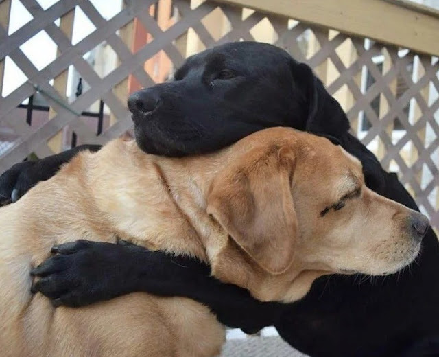 Heartfelt Reunion: Two Dogs Embrace Following an Unimaginable 8-Month Separation, Leaving Witnesses Moved-DLam