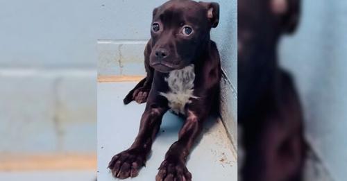 A Little Traumatized Puppy, Trembling Uncontrollably In A Kennel, Finally Emerges From Her Shell