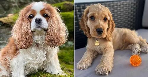 15 Most Popular Spaniel Dog Breeds