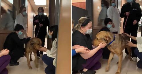 Sweet Dog Was Adopted After Months In The Shelter, So The Staff Threw A Party For Him