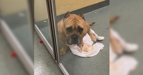 Abandoned Pup Became Depressed After Owners Gave Her Up To A Shelter For An Unforeseen Reason