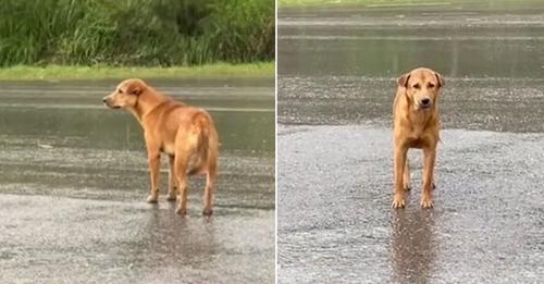 The Pup, Sorrowful And Lonely, Who Waited In The Rain For Days, Is Overjoyed To Reunite With His Owner