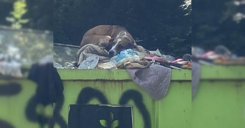 Dog Abandoned in Dumpster After Indoor Potty Accident Enjoys a Completely New Life Now