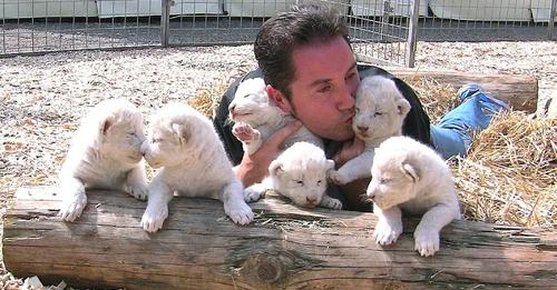 6 rare white lion cubs at Circus Krone, German zoo (Video)