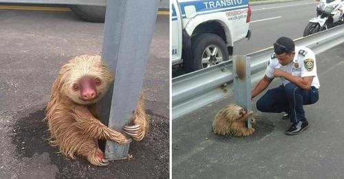 Officers Arrive to Save Adorable Sloth ‘Stranded’ on the Highway…!