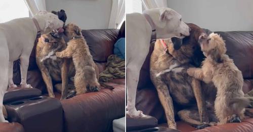 Mistreated Dog, Rex, Finds The Ideal Siblings To Help Him Conquer Anxiety