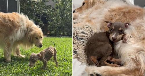 A Kind Person Saves Malnourished Puppy, and Her Golden Retriever Sibling Helps It Recover