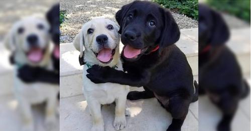 Emotional Moment: Dog siblings hold onto each other, begging the owner not to sell them, to keep them united, touching millions of hearts.