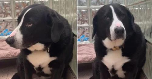 The Sad Dog Couldn’t Understand Why His “One Family” Left Him After 8 Years