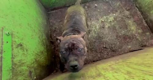 Rescuers Lift A Dumpster Lid And Find The Cutest Eyes Staring Back At Them