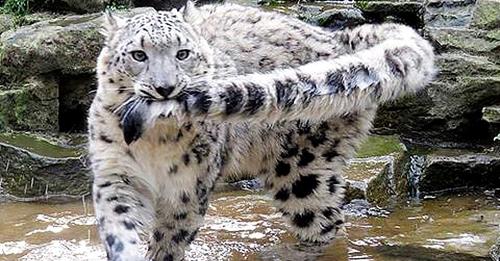 MEET a Snow Leopard chasing its tail, Amazing moments (Video)