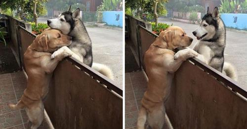 Lonely Husky Breaks Free From His Yard To Receive A Hug From His Best Friend