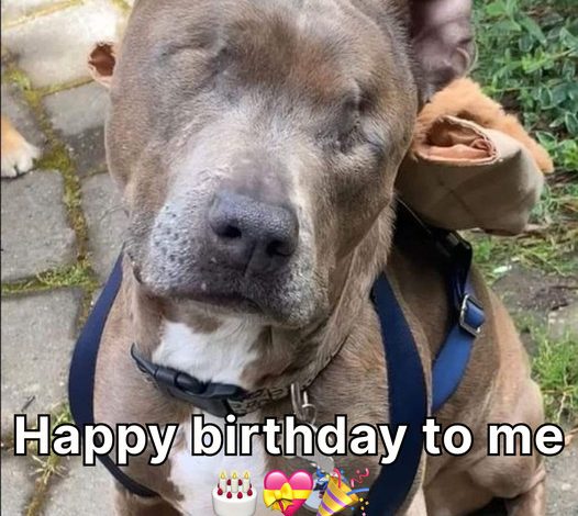 A Blind Dog’s Birthday: Finding Light in the Darkness