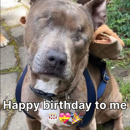 A Blind Dog’s Birthday: Finding Light in the Darkness