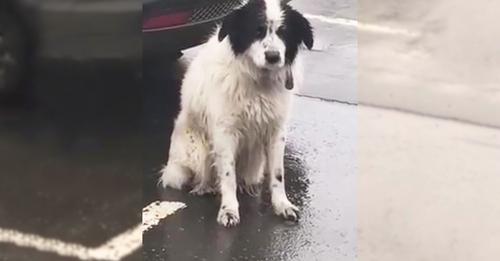 A Faithful Abandoned Dog Waited Hours in the Heavy Rain, Hoping His Owners Would Come Back for Him.