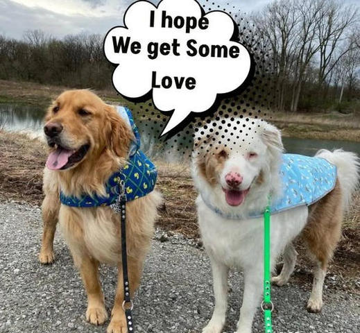 Ohio Dog Welcomes His Blind Friend in the Most Heartwarming Way