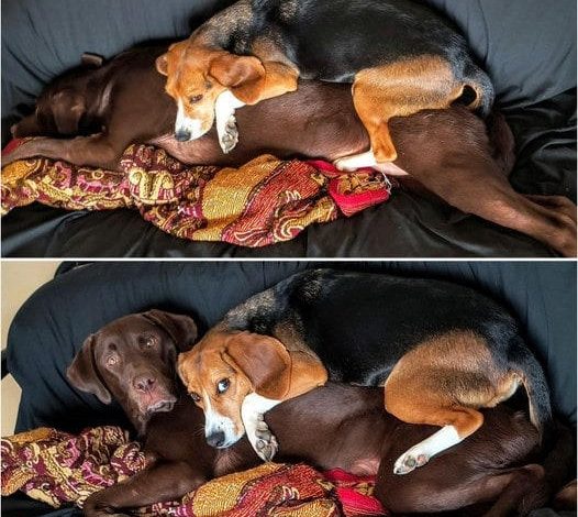 Beagle’s Unique Habit: Sleeping on Top of Other Dog Companions