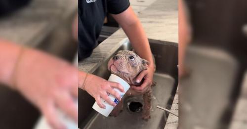 Adorable Stray Puppy Covered In Mange Melts With Gratitude After Her Foster Mom Gives Her A Bath