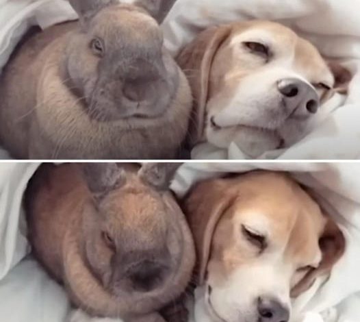 The Charming Bond of a Beagle Pup and a Bunny