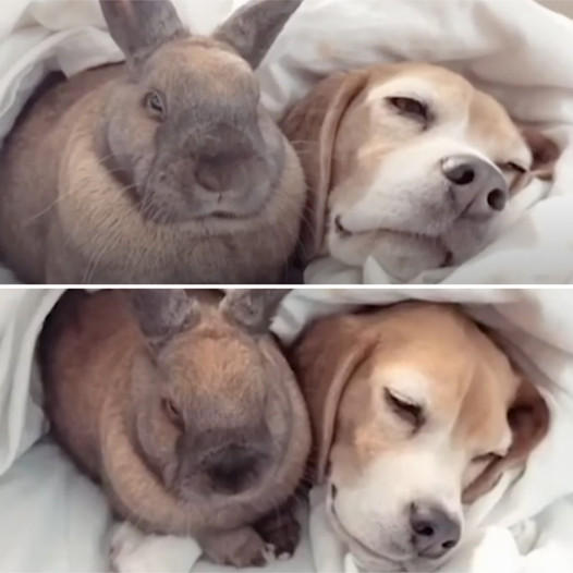 The Charming Bond of a Beagle Pup and a Bunny