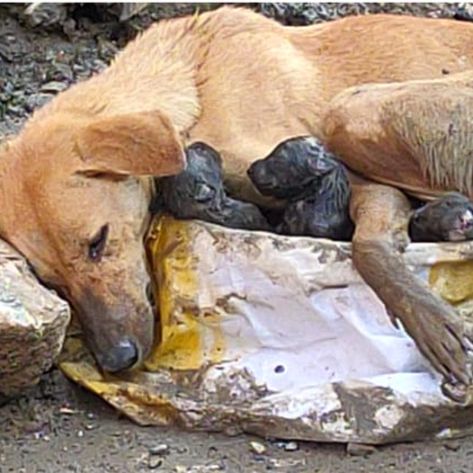 Pregnancy on the Streets: The Remarkable Resilience of a Stray Dog’s Journey-DLam