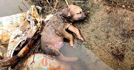 Injured Puppy in a Ditch: A Call for Kindness and Immediate Aid