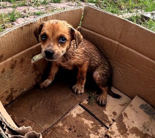 Heartbreaking Abandonment: Sick Puppy Thrown into Sunlit Despair by Heartless Owner-DLam