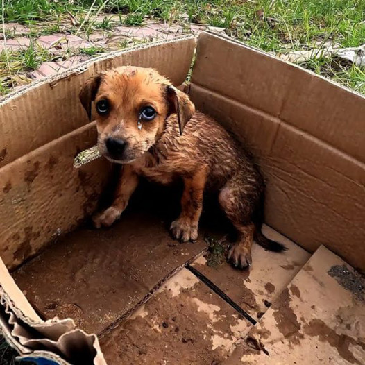 Heartbreaking Abandonment: Sick Puppy Thrown into Sunlit Despair by Heartless Owner-DLam