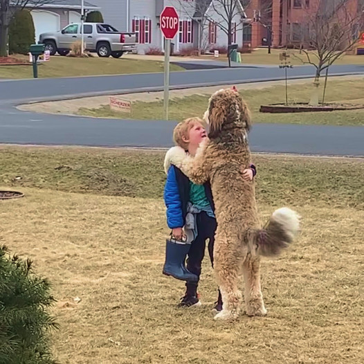 A Touching Reunion: After-School Embraces Between a Dog and Its Young Friend