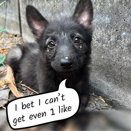 Saving Hope: Bringing Home a Stray German Shepherd Puppy Found on the Streets