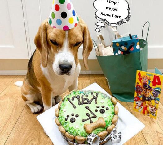 Karl the Dog’s 6th Birthday Bash: A Joyful Celebration of Festive Woofs and Wags