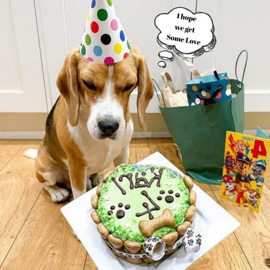 Karl the Dog’s 6th Birthday Bash: A Joyful Celebration of Festive Woofs and Wags