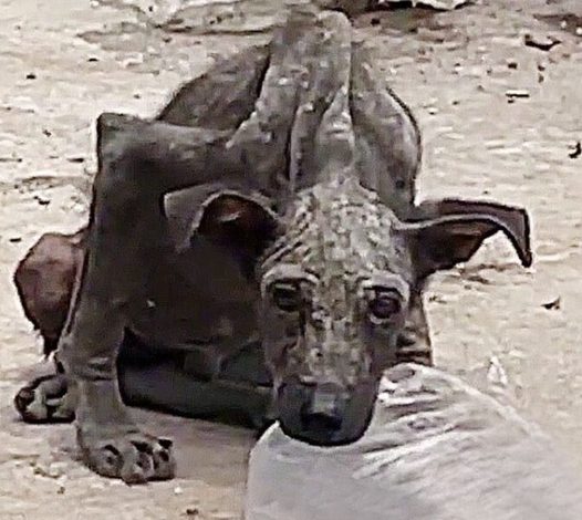 From Trash to Treasure: Saving a Skeletal Stray Dog with Boundless