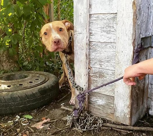 A dog, left chained and abandoned, was thrilled to be rescued