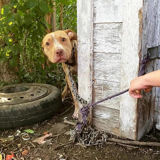 A dog, left chained and abandoned, was thrilled to be rescued