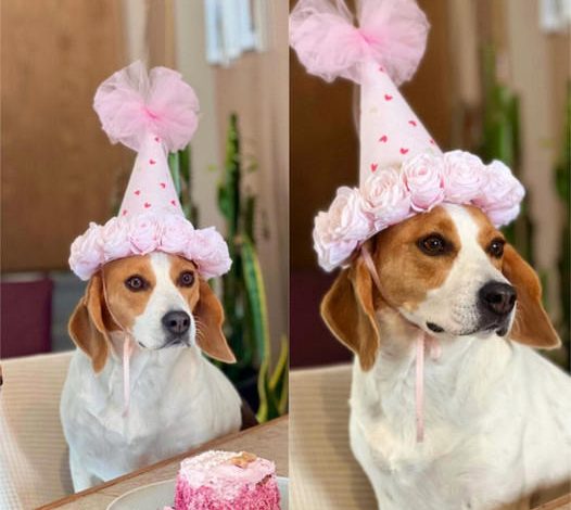 Celebrating my Furry Friend’s Birthday!  Let’s Shower them with Joy and Love