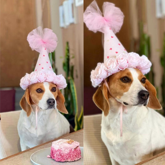 Celebrating my Furry Friend’s Birthday!  Let’s Shower them with Joy and Love