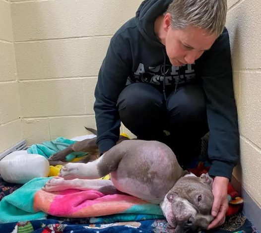 Pitbull With Tumor the Size of a Volleyball is Rescued and Given a Second Chance