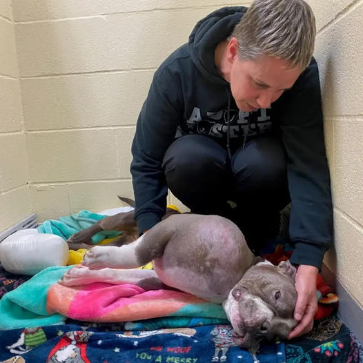 Pitbull With Tumor the Size of a Volleyball is Rescued and Given a Second Chance