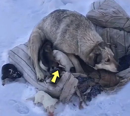 Brave Mother Dog Seeks Warmth and Aid After Birthing 10 Puppies in the Icy Snow of Northern America.